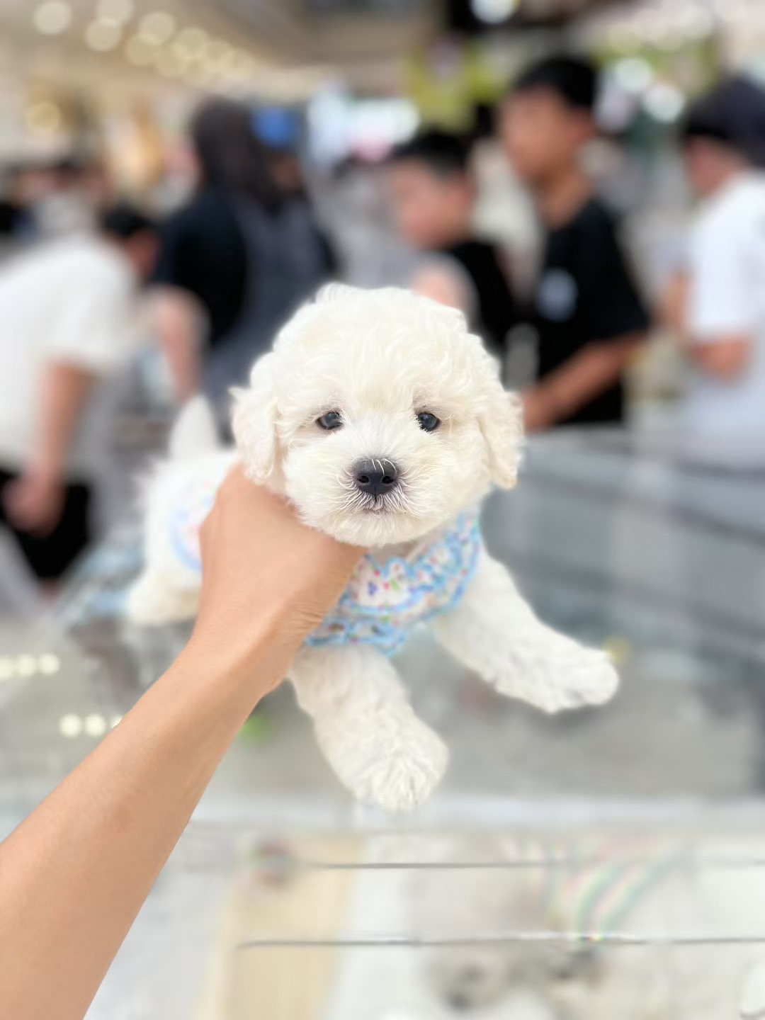 可可爱爱比熊